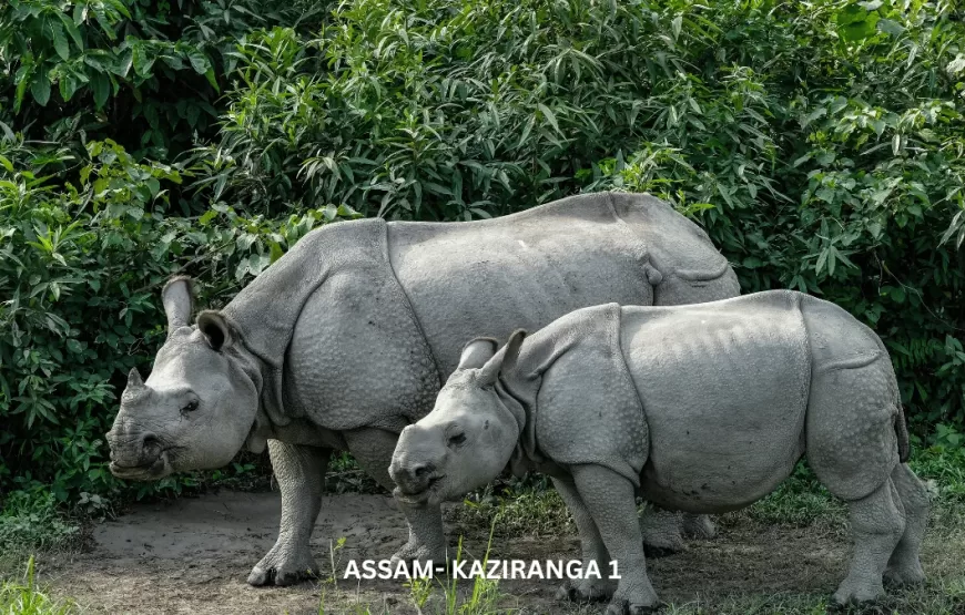 SPLENDID ASSAM & MEGHALAYA 004