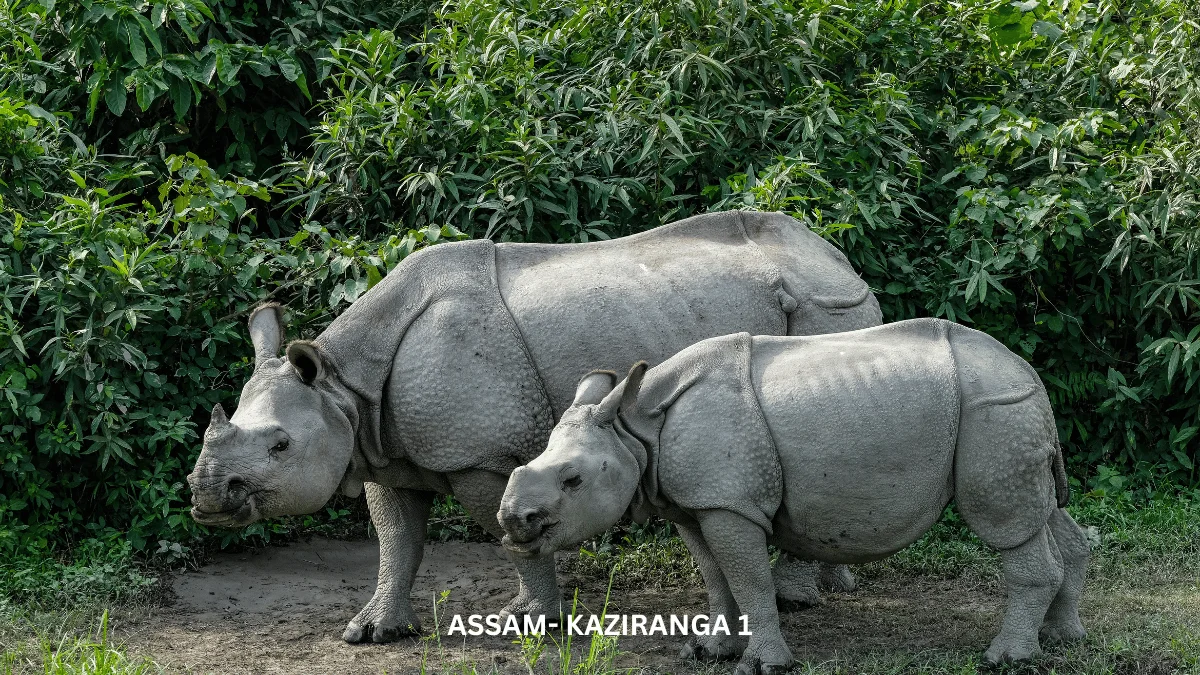 DAY 05: KAZIRANGA NATIONAL PARK