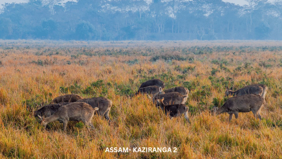 DAY 05: KAZIRANGA SIGHTSEEING - GUWAHATI