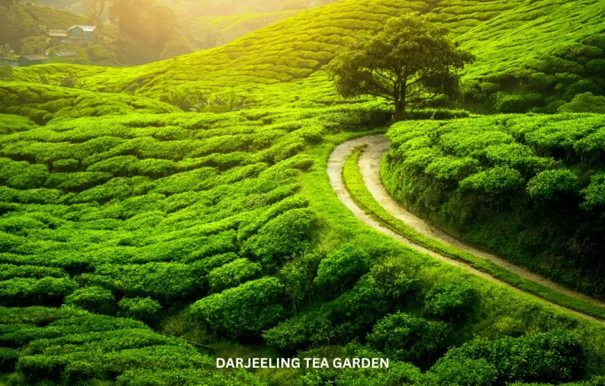 DAZZLING DARJEELING