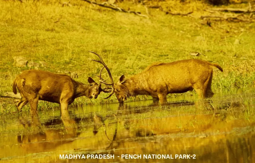 Experience Wildlife of Madhya Pradesh – TMP002