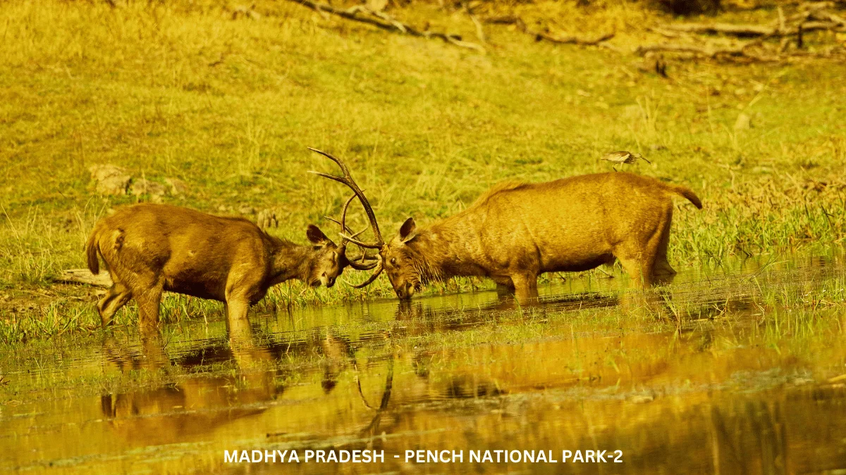 DAY 02: PENCH