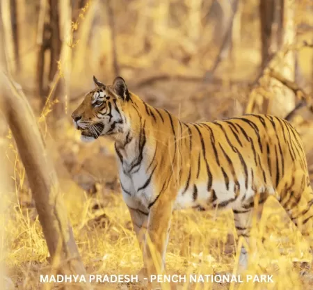 Experience Wildlife of Madhya Pradesh – TMP002