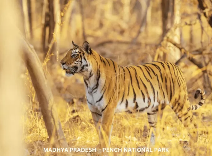 Experience Wildlife of Madhya Pradesh – TMP002