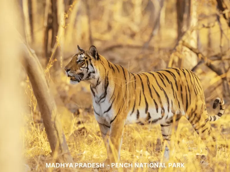 Experience Wildlife of Madhya Pradesh – TMP002