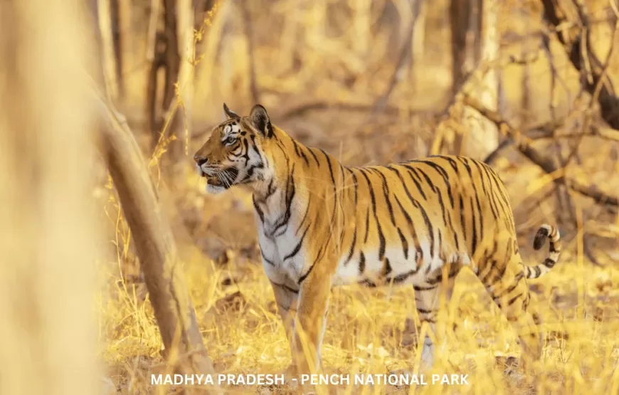 Experience Wildlife of Madhya Pradesh – TMP002