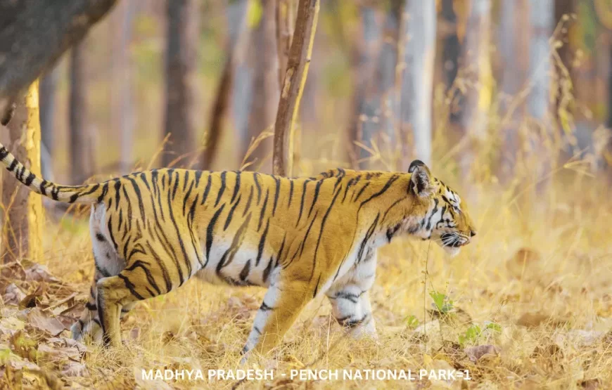 Experience Wildlife of Madhya Pradesh – TMP002