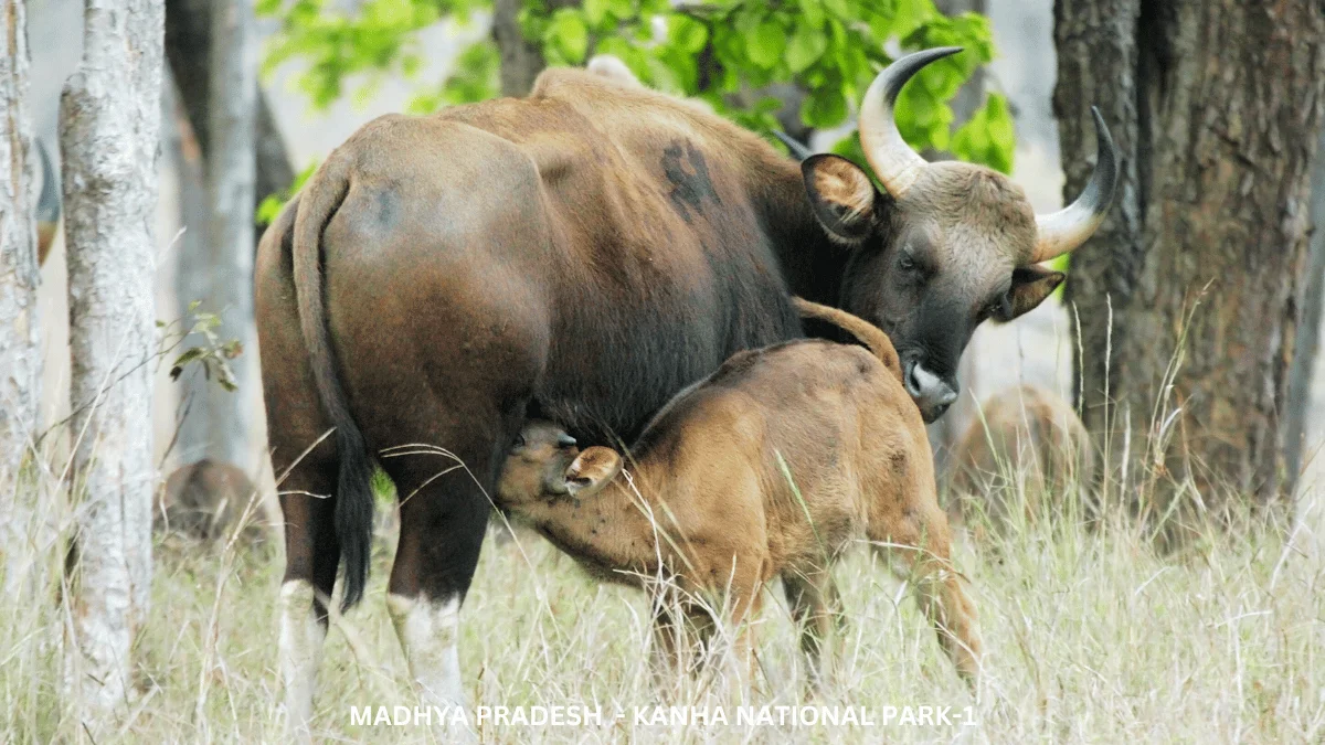 DAY 03: PENCH - KANHA (205 KMS / 05 HRS)