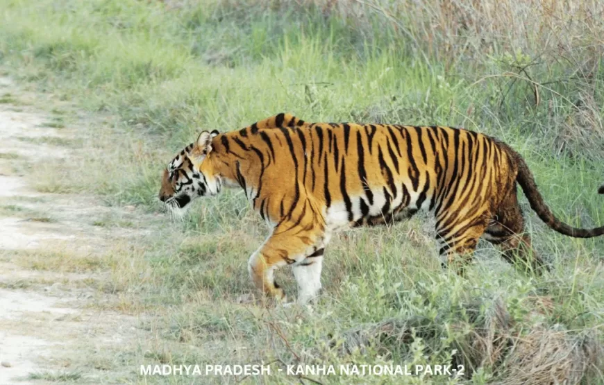 Experience Wildlife of Madhya Pradesh – TMP002