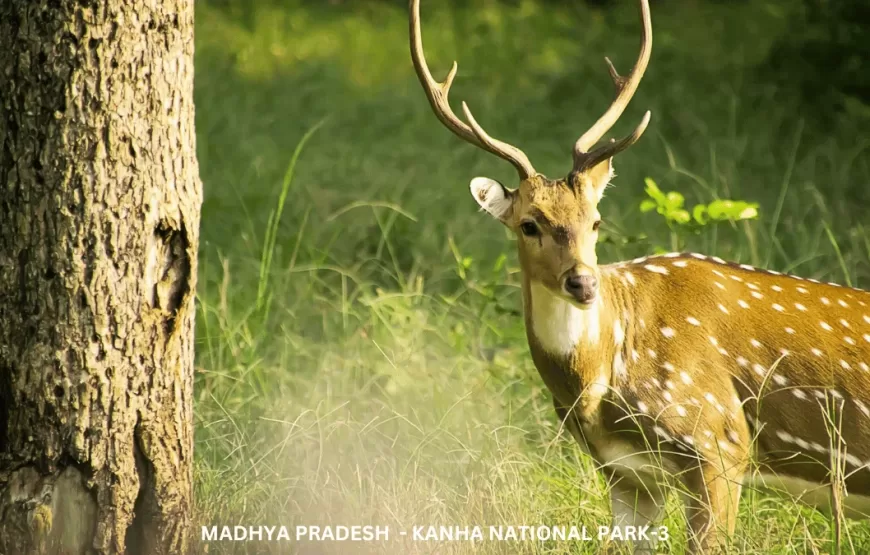 Experience Wildlife of Madhya Pradesh – TMP002