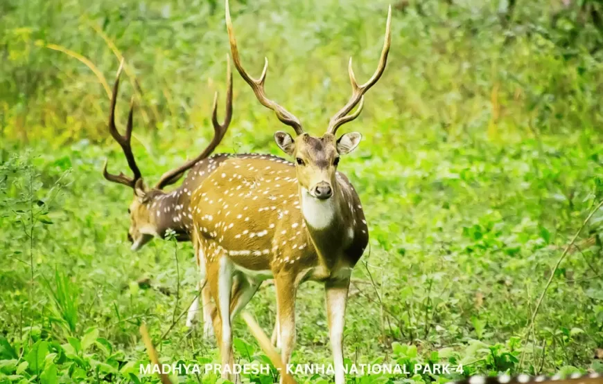 Experience Wildlife of Madhya Pradesh – TMP002