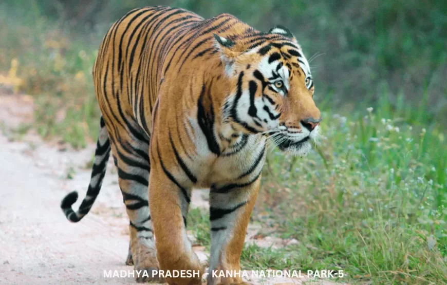 Experience Wildlife of Madhya Pradesh – TMP002