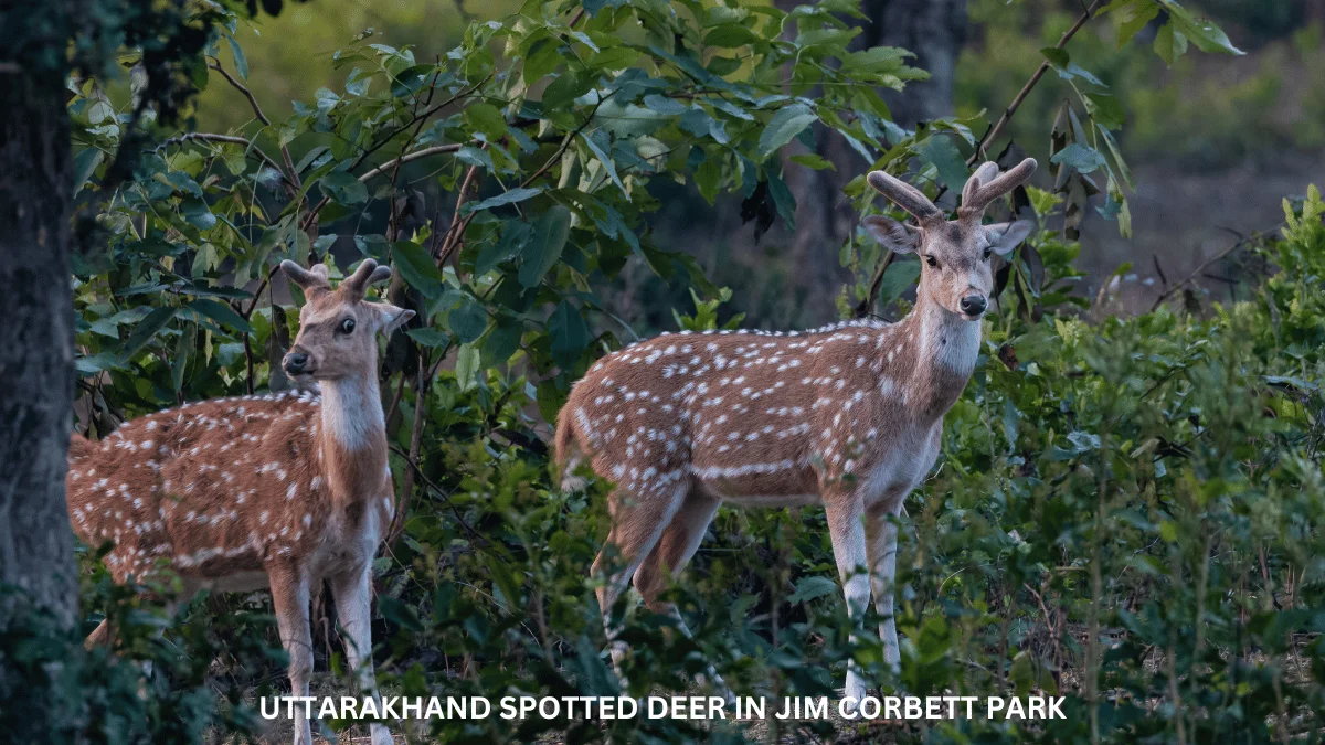 Day-04: Corbett – Delhi