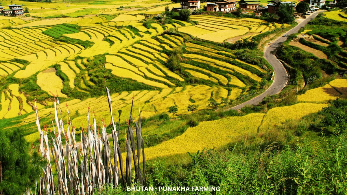 DAY 3: Drive to Punakha