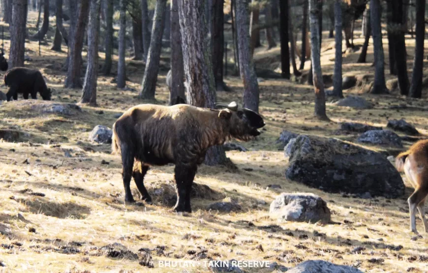 Bhutan Beyond Borders-TBHU006