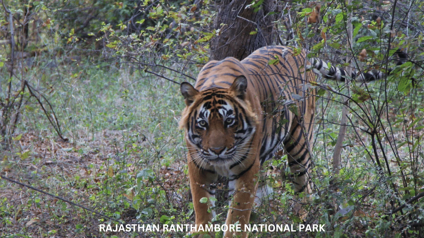 Day 04: Ranthambore National Park (Jeep Safari / Canter Safari)