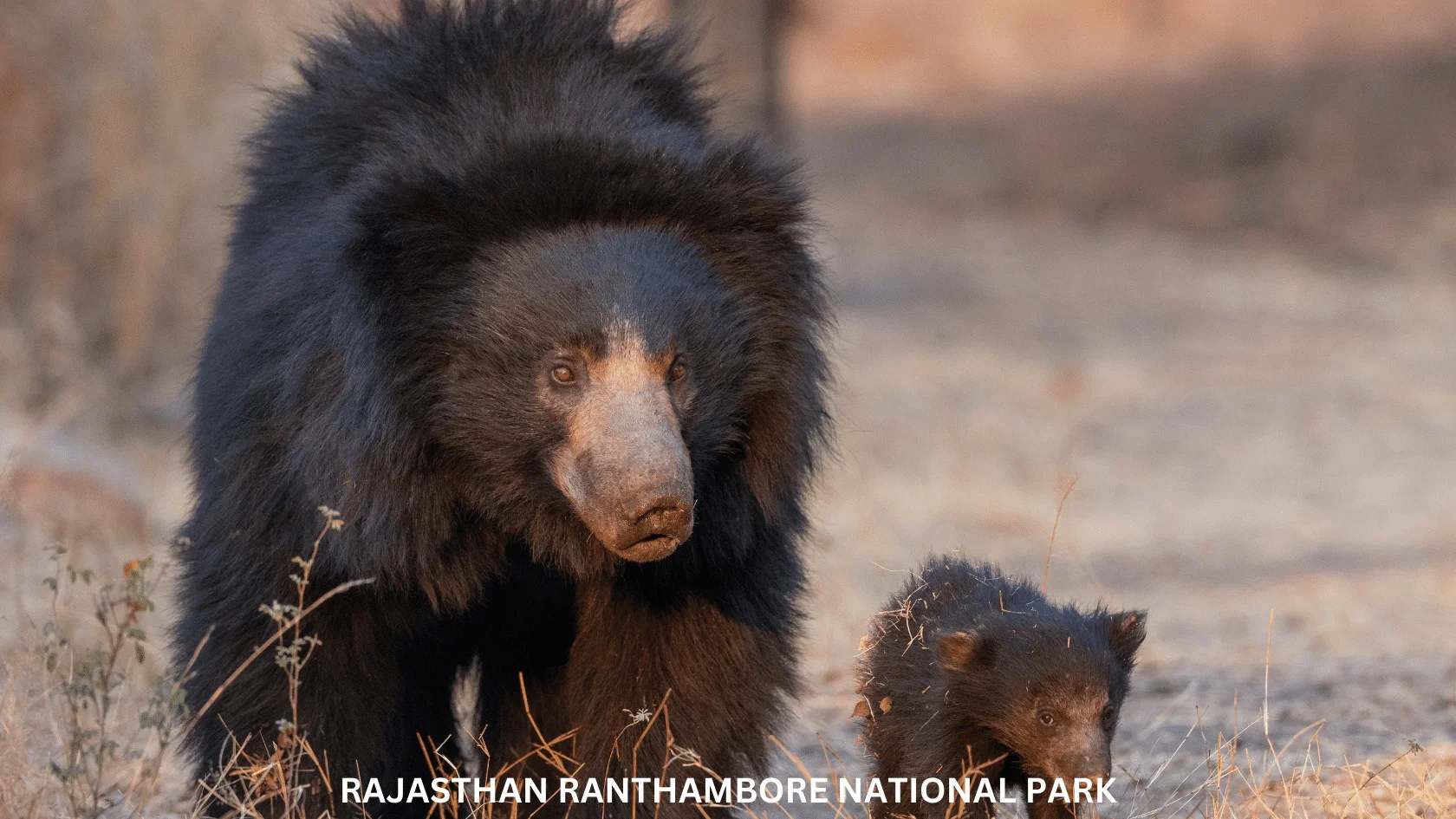 Day 05: Ranthambore National Park – Jaipur Airport / Railway Station (155 Km / 3 hrs)